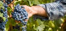 images/categorieimages/Graciano grape.jpg